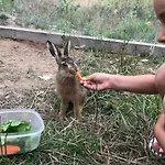 Wypoczynek Na Mazurach U Sebka Farma *