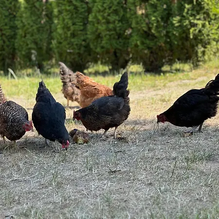 Wypoczynek Na Mazurach U Sebka Farm stay