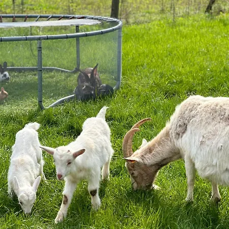 Farm stay Wypoczynek Na Mazurach U Sebka Lukta