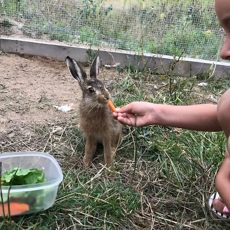 Wypoczynek Na Mazurach U Sebka Farm stay *